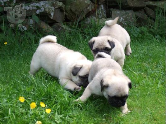 Χαριτωμένα κουτάβια Pug
